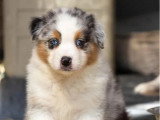 4 chiots Berger Australien à réserver non LOF nés en avril 2026