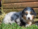 4 chiots Berger Australien à réserver non LOF nés en avril 2026