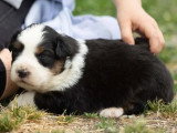 4 chiots Berger Australien à réserver non LOF nés en avril 2026