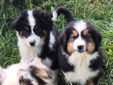 2 chiots Berger Américain Miniature mâles d'avril 2026 à vendre LOF