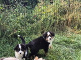 2 chiots Berger Américain Miniature mâles d'avril 2026 à vendre LOF
