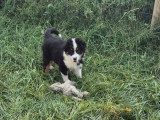 2 chiots Berger Américain Miniature mâles d'avril 2026 à vendre LOF