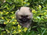 Chiot Spitz Nain mâle à réserver non LOF né en avril 2026