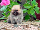 Chiot Spitz Nain mâle à réserver non LOF né en avril 2026