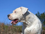 3 chiots mâles Dogue Argentin à réserver LOF nés en avril 2026