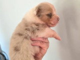 5 chiots Berger Australien  LOF à réserver nés en mai 2026