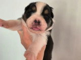 5 chiots Berger Australien  LOF à réserver nés en mai 2026