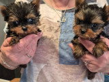 2 chiots Yorkshire mâles miniatures à réserver non LOF nés en avril 2026