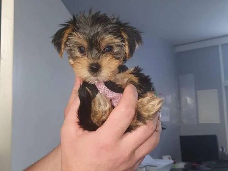 2 chiots femelles Yorkshire Terrier non LOF nés en avril 2026 à vendre