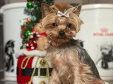 2 chiots femelles Yorkshire Terrier non LOF nés en avril 2026 à vendre