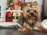 2 chiots femelles Yorkshire Terrier non LOF nés en avril 2026 à vendre