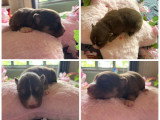 Chiots femelles Pomsky mini chocolat et lilac disponibles