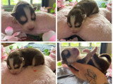 Chiots femelles Pomsky mini chocolat et lilac disponibles