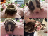 Chiots femelles Pomsky mini chocolat et lilac disponibles