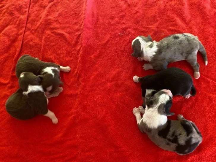 5 chiots Bergers Américains Miniatures LOF de juin 2026 à réserver
