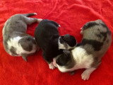 5 chiots Bergers Américains Miniatures LOF de juin 2026 à réserver