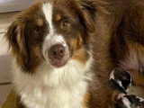 5 chiots Bergers Américains Miniatures LOF de juin 2026 à réserver