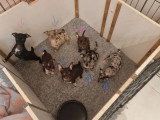 7 chiots Chihuahua non LOF nés en mars 2026 à vendre