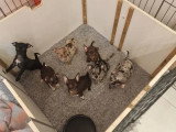 7 chiots Chihuahua non LOF nés en mars 2026 à vendre