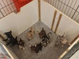 7 chiots Chihuahua non LOF nés en mars 2026 à vendre