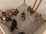 7 chiots Chihuahua non LOF nés en mars 2026 à vendre