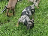 7 chiots Chihuahua non LOF nés en mars 2026 à vendre