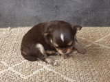 5 chiots Chihuahua à vendre