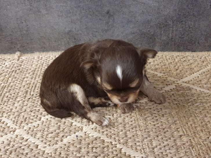 5 chiots Chihuahua à vendre