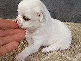 5 chiots Chihuahua à vendre