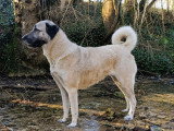 U'kieraz (maman)