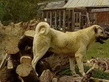 V'Aslan ( papa)
