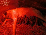 Les chiots