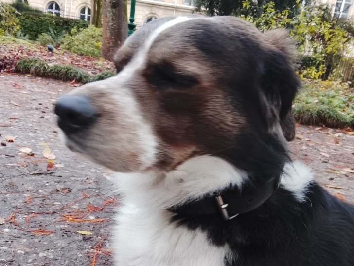 Cherche chienne pour saillie avec un Épagneul croisé Staff