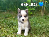 Chiots Pomsky F3 à vendre