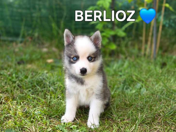 Chiots Pomsky F3 à vendre