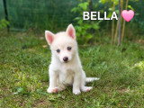 Chiots Pomsky F3 à vendre