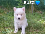 Chiots Pomsky F3 à vendre