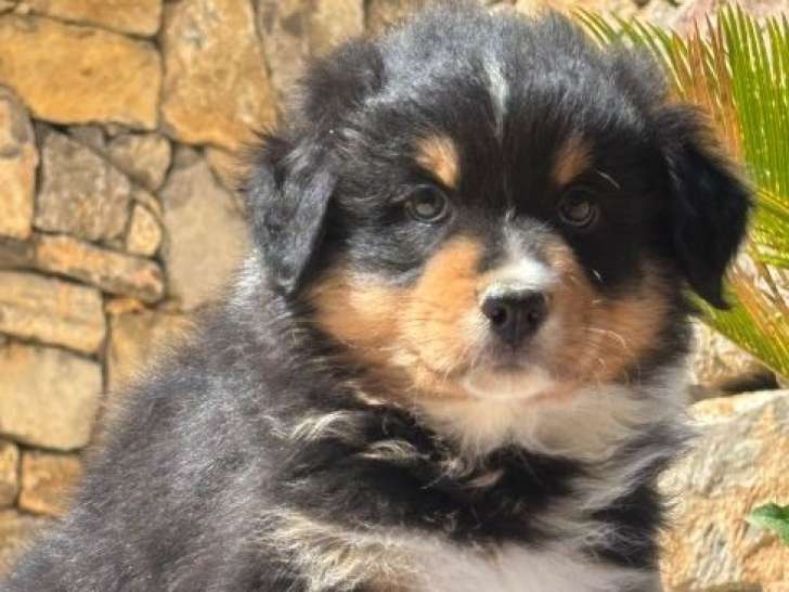 Magnifiques chiots Berger Australien LOF de lignées de champions à vendre