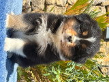 Magnifiques chiots Berger Australien LOF de lignées de champions à vendre
