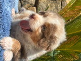 Magnifiques chiots Berger Australien LOF de lignées de champions à vendre