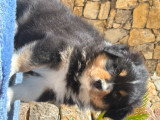 Magnifiques chiots Berger Australien LOF de lignées de champions à vendre