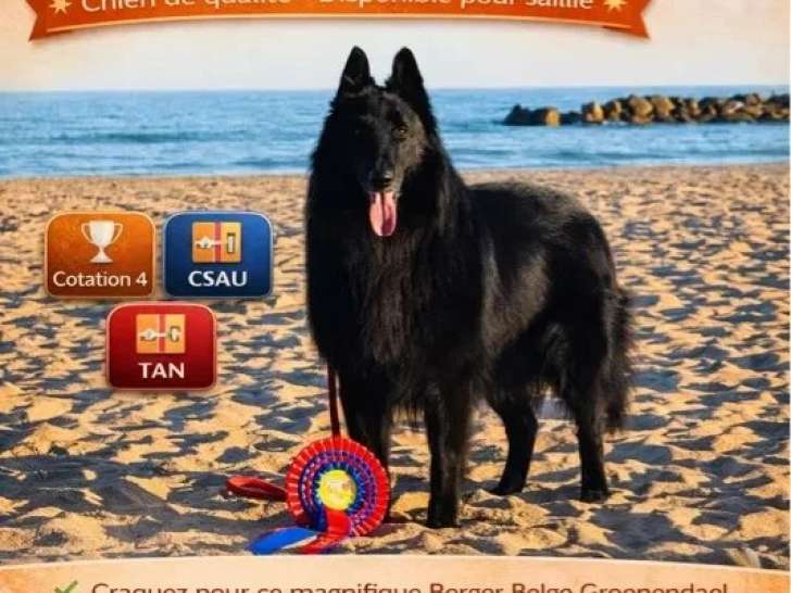 Saillie Chien de Berger Belge Groenendael mâle noir LOF né avril 2022