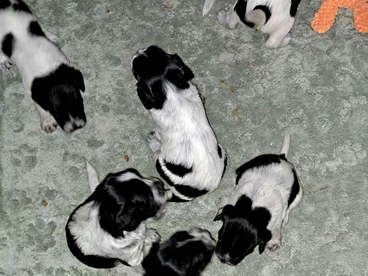 Chiots de type Schapendoes Néerlandais à vendre (6 femelles & 1 mâle)