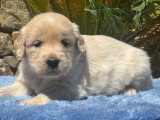 Magnifiques chiots Golden Retriever LOF à vendre