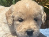 Magnifiques chiots Golden Retriever LOF à vendre