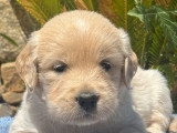 Magnifiques chiots Golden Retriever LOF à vendre