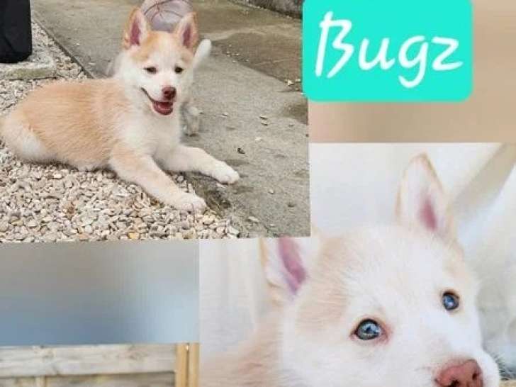 À vendre : 3 chiots Pomsky mâles non LOF nés en avril 2026