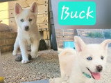 À vendre : 3 chiots Pomsky mâles non LOF nés en avril 2026