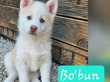 À vendre : 3 chiots Pomsky mâles non LOF nés en avril 2026