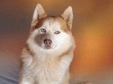 À vendre : 3 chiots Pomsky mâles non LOF nés en avril 2026